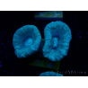 WYSIWYG Caulastrea furcata Gris/Azul