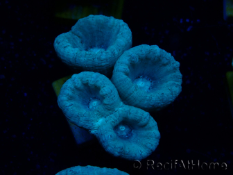 WYSIWYG Caulastrea furcata Grau/Blau