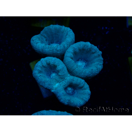 WYSIWYG Caulastrea furcata Gris/Azul