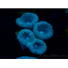 WYSIWYG Caulastrea furcata Grey/Blue