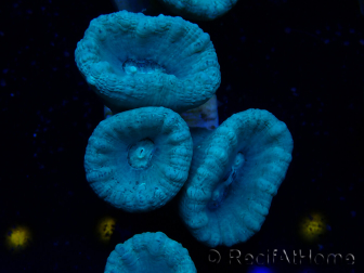 WYSIWYG Caulastrea furcata Grigio/Blu