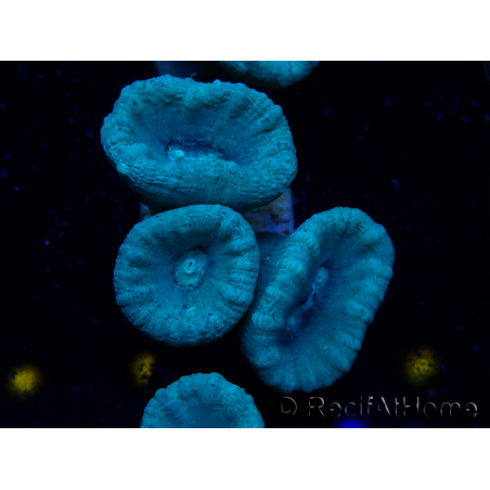 WYSIWYG Caulastrea furcata Grey/Blue
