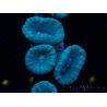 WYSIWYG Caulastrea furcata Grigio/Blu