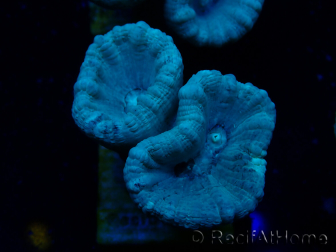 WYSIWYG Caulastrea furcata Grey/Blue