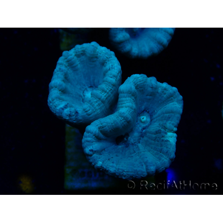 WYSIWYG Caulastrea furcata Grau/Blau