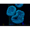 WYSIWYG Caulastrea furcata Green/Blue 12N6