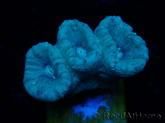 WYSIWYG Caulastrea furcata Grey/Blue