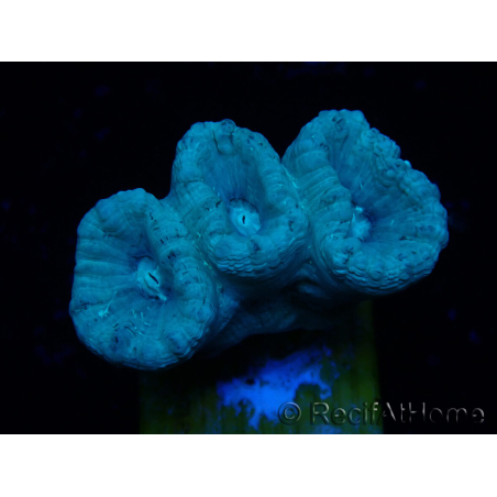 WYSIWYG Caulastrea furcata Grey/Blue