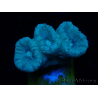 WYSIWYG Caulastrea furcata Grey/Blue