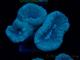 WYSIWYG Caulastrea furcata Gris/Azul