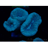 WYSIWYG Caulastrea furcata Grey/Blue