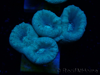 WYSIWYG Caulastrea furcata Grau/Blau