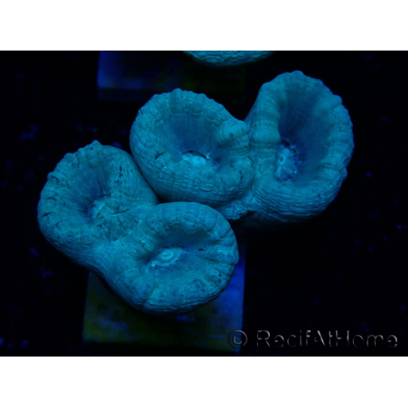 WYSIWYG Caulastrea furcata Grigio/Blu
