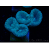WYSIWYG Caulastrea furcata Grey/Blue