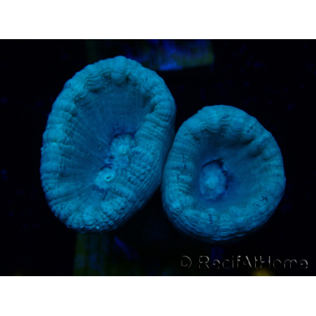 WYSIWYG Caulastrea furcata Gris/Azul