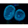WYSIWYG Caulastrea furcata Grau/Blau