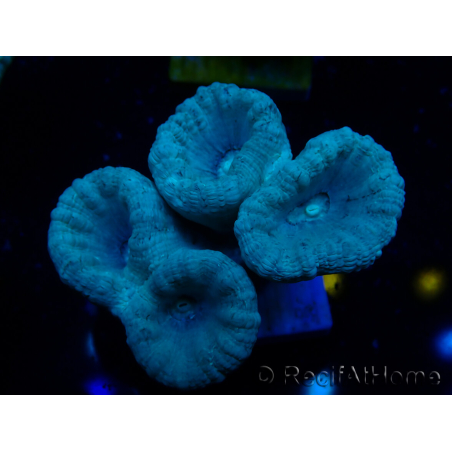 WYSIWYG Caulastrea furcata Grey/Blue 12N12