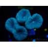 WYSIWYG Caulastrea furcata Grey/Blue