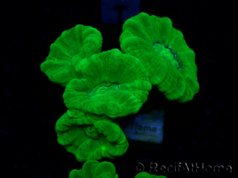 WYSIWYG Caulastrea furcata Giallo