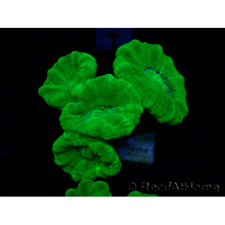 WYSIWYG Caulastrea furcata Yellow