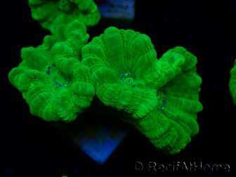WYSIWYG Caulastrea furcata Yellow