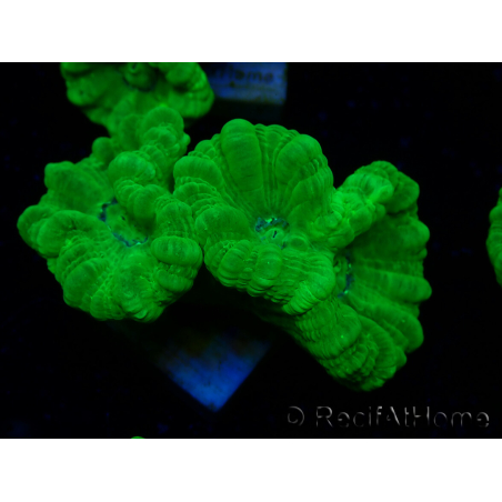 WYSIWYG Caulastrea furcata Yellow 2