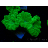 WYSIWYG Caulastrea furcata Yellow