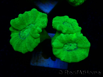 WYSIWYG Caulastrea furcata Yellow
