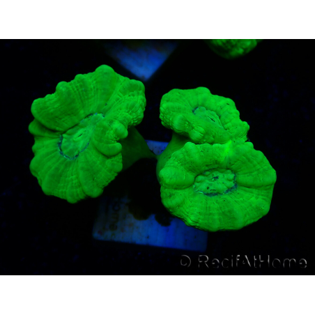 WYSIWYG Caulastrea furcata Yellow
