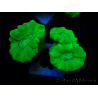 WYSIWYG Caulastrea furcata Gelb