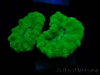 WYSIWYG Caulastrea furcata Gelb
