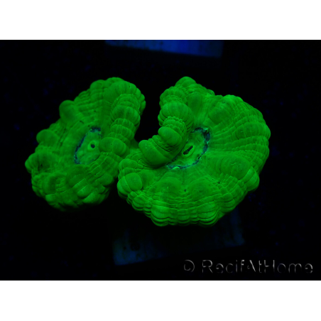 WYSIWYG Caulastrea furcata Gelb