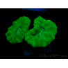 WYSIWYG Caulastrea furcata Yellow