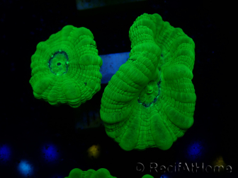 WYSIWYG Caulastrea furcata Yellow