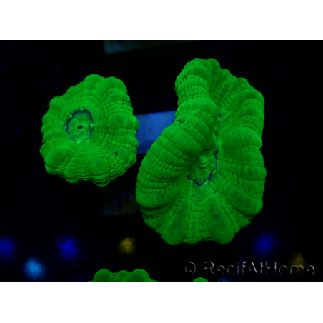 WYSIWYG Caulastrea furcata Yellow