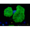 WYSIWYG Caulastrea furcata Yellow