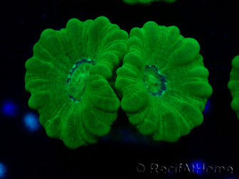 WYSIWYG Caulastrea furcata Amarillo