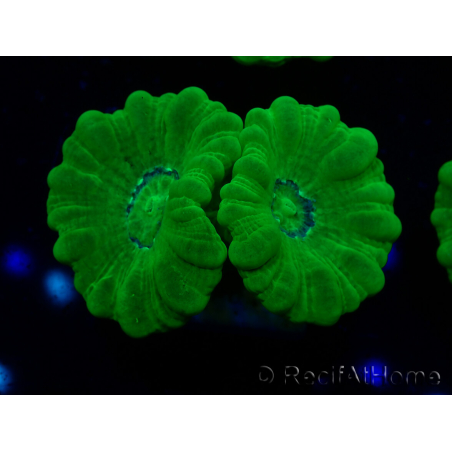 WYSIWYG Caulastrea furcata Yellow