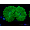 WYSIWYG Caulastrea furcata Yellow
