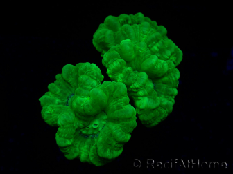 WYSIWYG Caulastrea furcata Amarillo