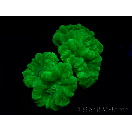 WYSIWYG Caulastrea furcata Yellow