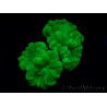 WYSIWYG Caulastrea furcata Giallo