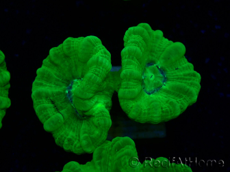 WYSIWYG Caulastrea furcata Yellow