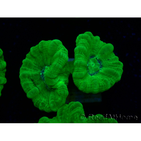 WYSIWYG Caulastrea furcata Yellow