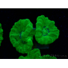WYSIWYG Caulastrea furcata Gelb