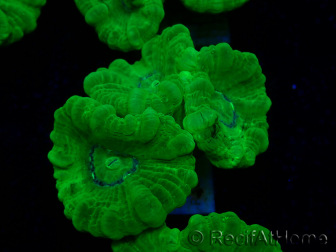 WYSIWYG Caulastrea furcata Yellow 9