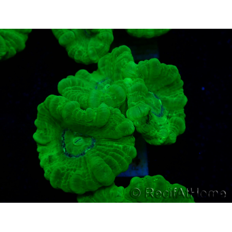 WYSIWYG Caulastrea furcata Gialla