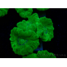 WYSIWYG Caulastrea furcata Yellow 9