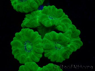 WYSIWYG Caulastrea furcata Giallo