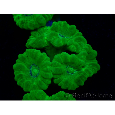 WYSIWYG Caulastrea furcata Amarillo